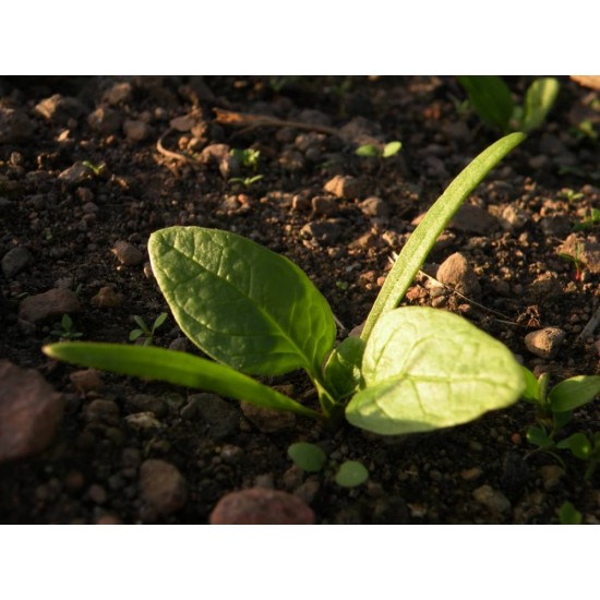 Spinacio baby leaf